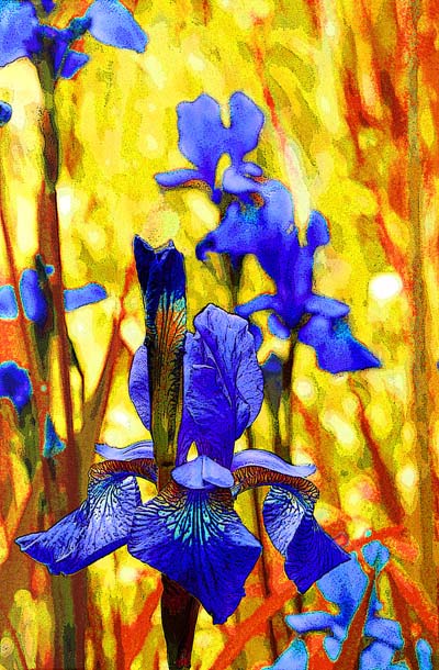 Blue Iris